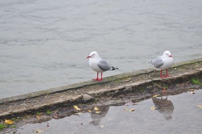 Seagull perching on shore