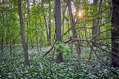 View of trees in forest