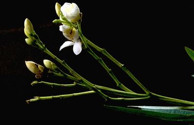 Close-up of flower over black background