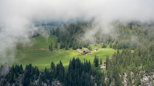 Panoramic view of trees on land