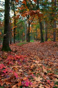 Autumn leaves in forest