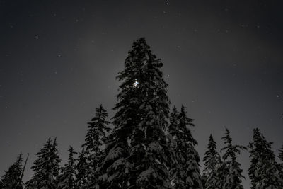 Low angle view of tree against sky at night