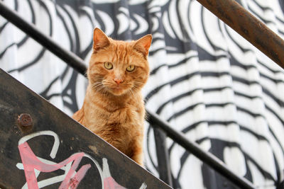 Portrait of cat sitting outdoors