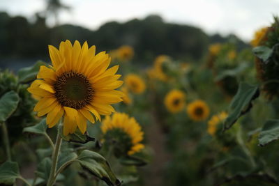 Close-up of sunflower blooming on field against sky