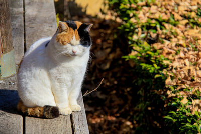 Cat sitting on wood