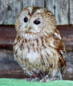 Close-up of owl perching on wood