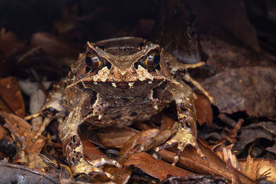 Close-up of frog on land