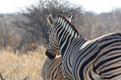 A family of zebras at etosha national park