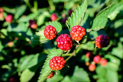 Many small red fruits of blackberry bush in direct sunlight, in a garden in a sunny summer day