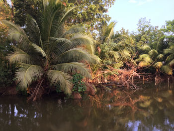 Palm trees by lake against sky