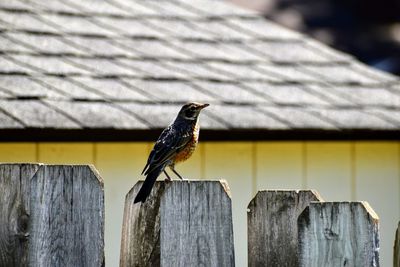 Close-up of bird perching on wooden post