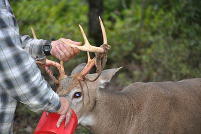 My father holding a whitetail buck deer's antlers in the poconos pennsylvania