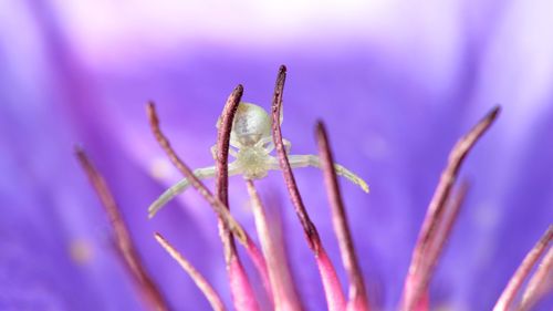 Close-up of insect on purple plant