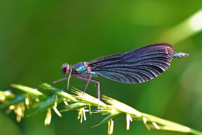 Close-up of insect on plant