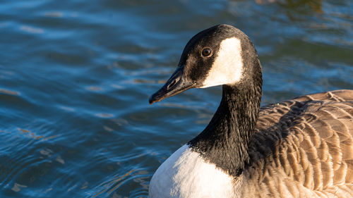 Canadia goose geese in lake low level eye line water line view marco close up on lake