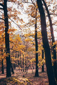 Trees in forest during autumn