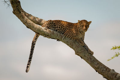 Leopard lies on diagonal branch dangling tail