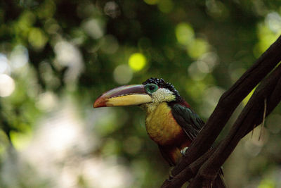 Close-up of bird perching on leaf