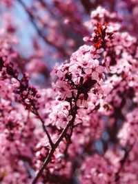 Close-up of pink flowers on branch