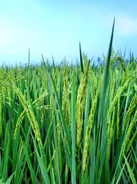 Close-up of wheat growing on field against sky