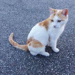 High angle view of cat on street