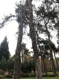 Low angle view of trees on field against sky