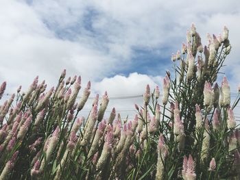 Low angle view of flowers against cloudy sky