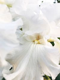 Full frame shot of white flower