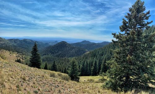 Scenic view of pine trees against sky