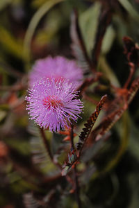 Close-up of purple flower