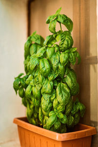 Close-up of green leaves