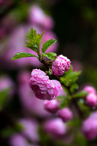 Close-up of pink flower