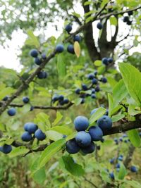 Close-up of grapes growing on tree