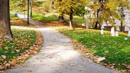 Street amidst trees during autumn