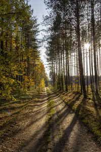 Dirt road amidst pine trees in forest