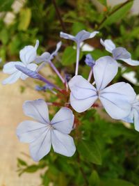 Close-up of white flowering plant