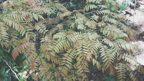 Close-up of tree