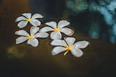 Close-up of white flowering plant