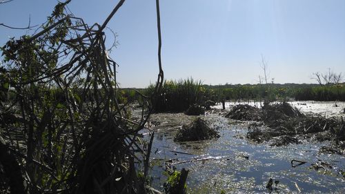 Scenic view of river in forest against sky