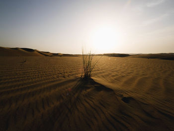 Scenic view of desert