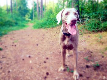 Portrait of dog