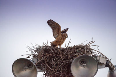 Horned owlet bubo virginianus practices flying by holding onto something in nest in everglades city