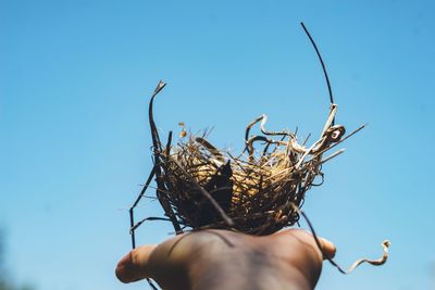 Close-up of hand holding birds nest against blue sky