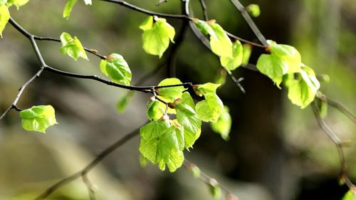 Close-up of grapes growing on tree