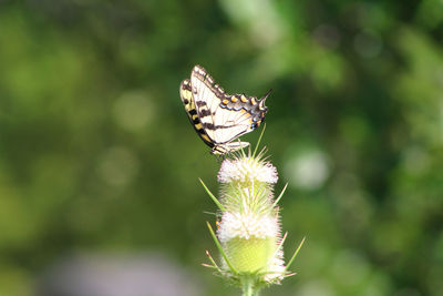 Close-up of butterfly pollinating on flower
