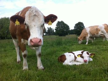 Portrait of cows on field against sky