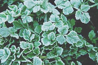 Full frame shot of leaves on plant