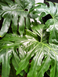 Full frame shot of green leaves