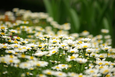 Close-up of white flowering plants on field