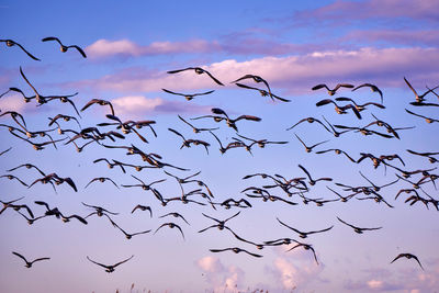 Flock of birds flying against sky during sunset